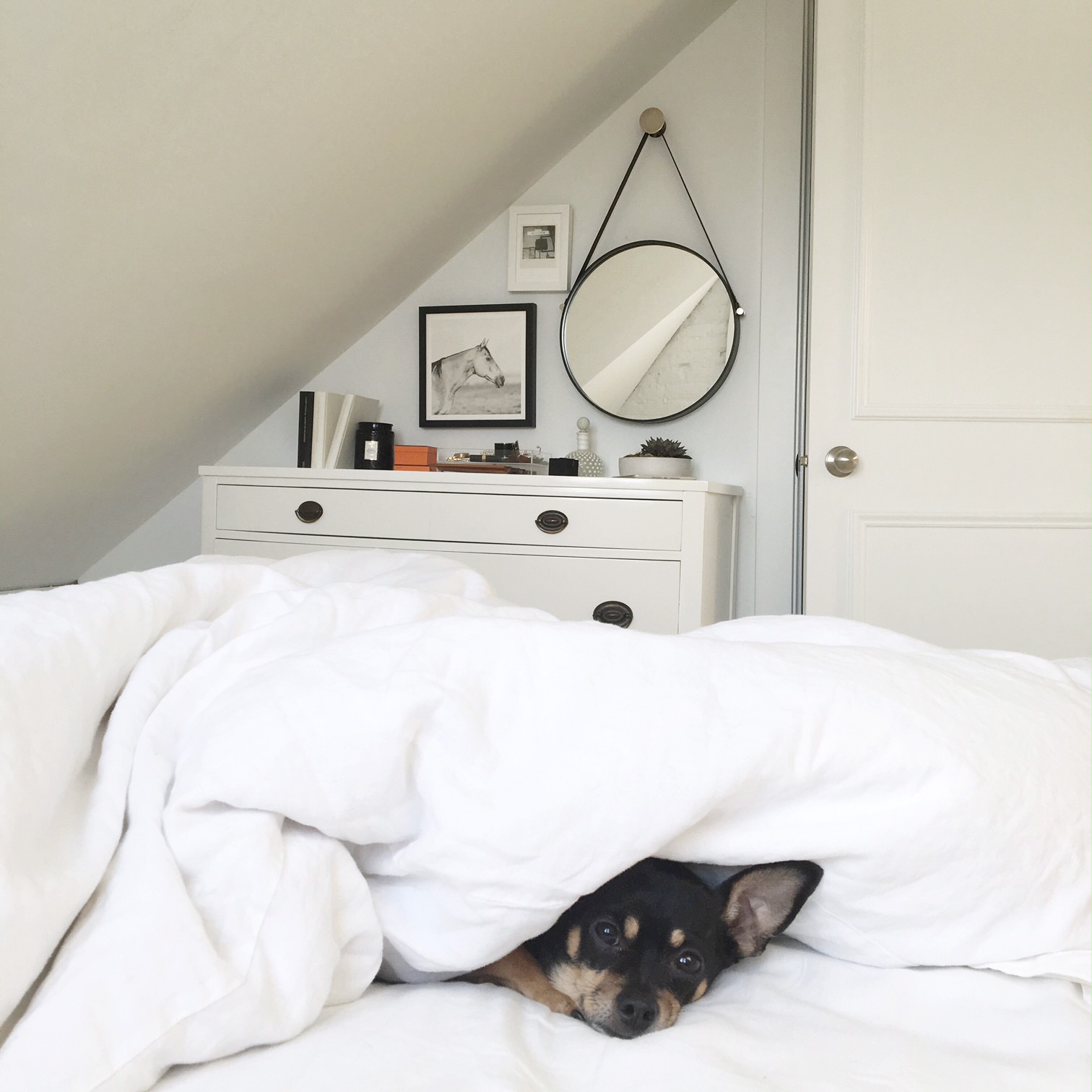 dog on the bed