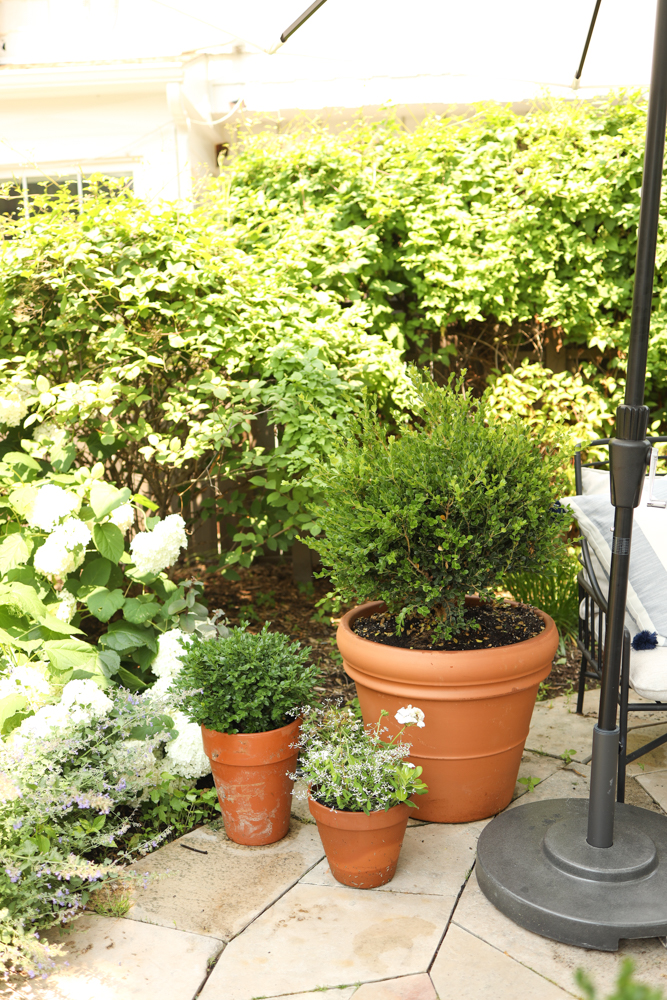 Container Gardening tips