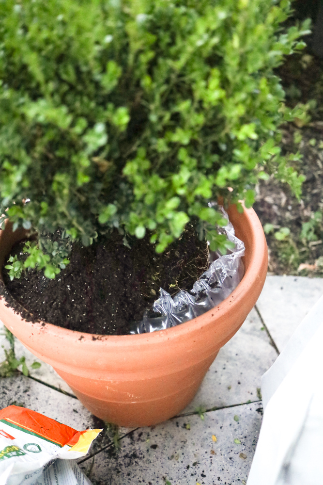 How to Plant Boxwoods in Planters