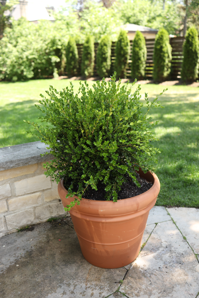 Image of boxwood container plant