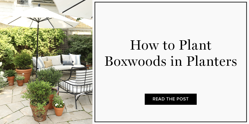 How to plant boxwoods in planters