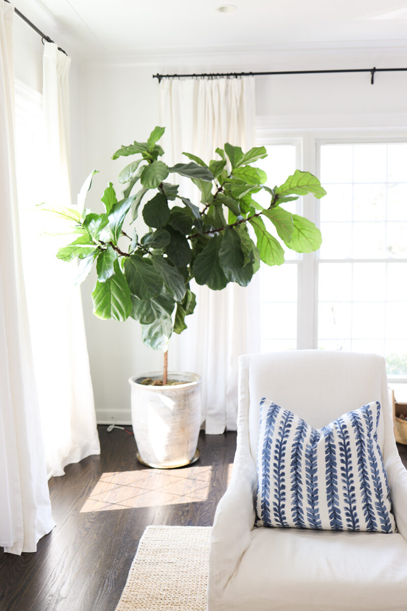 plants in living room