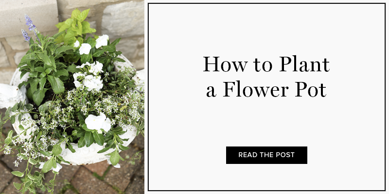 How to plant a flower pot