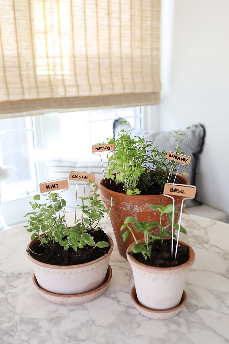 How to Plant an Herb Garden at Home