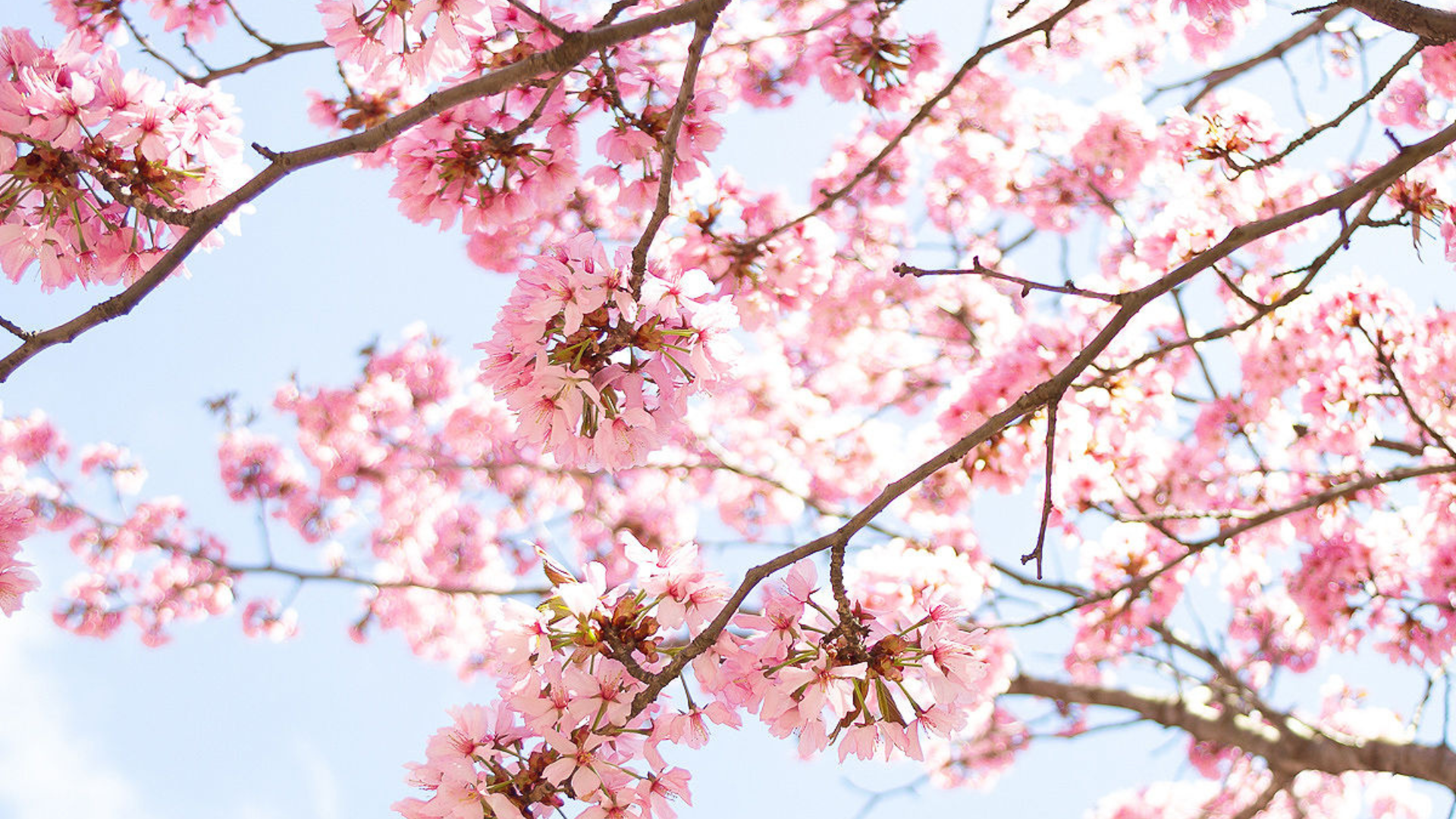 Spring Tech Backgrounds for your Computer and iPhone