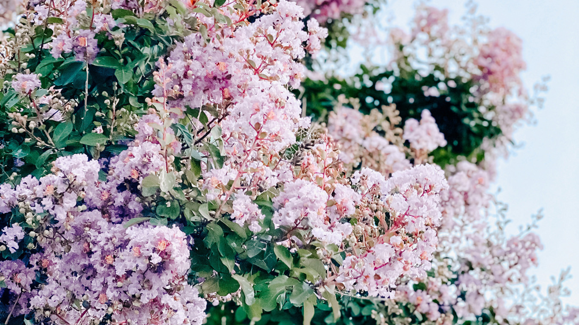 75 Gorgeous Spring Wallpaper Downloads For Your iPhone