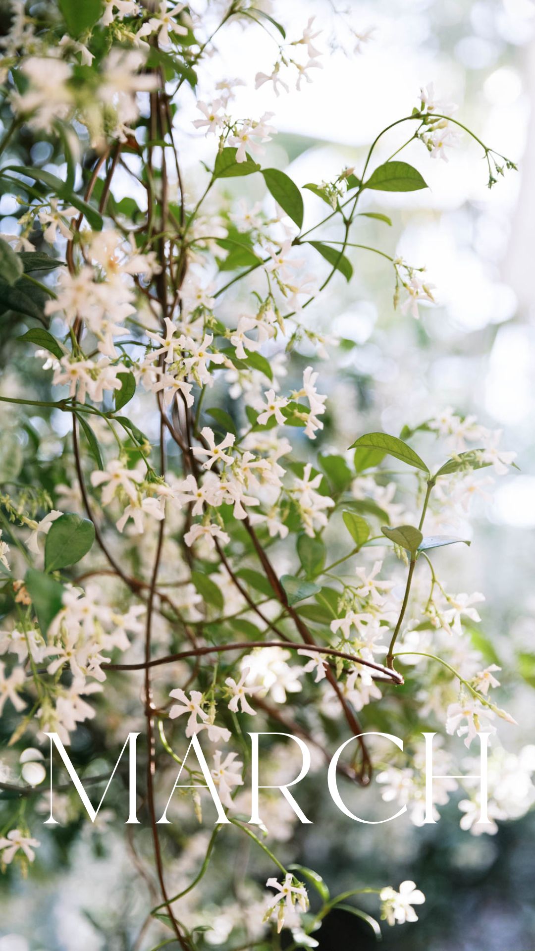 Spring Tech Backgrounds for your Computer and iPhone